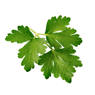 Koriander