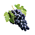 Trauben
