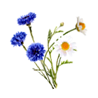 Wiesenblumen