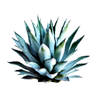 Agave