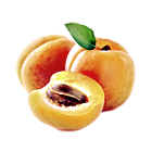 Aprikose